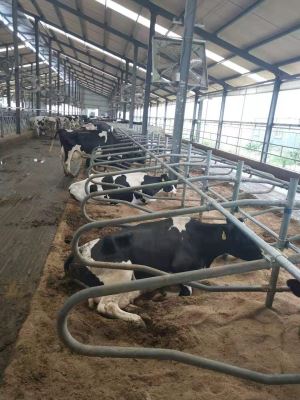 Cow gratis Stänn